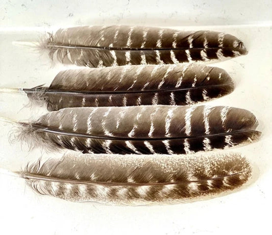 Smudge Feathers